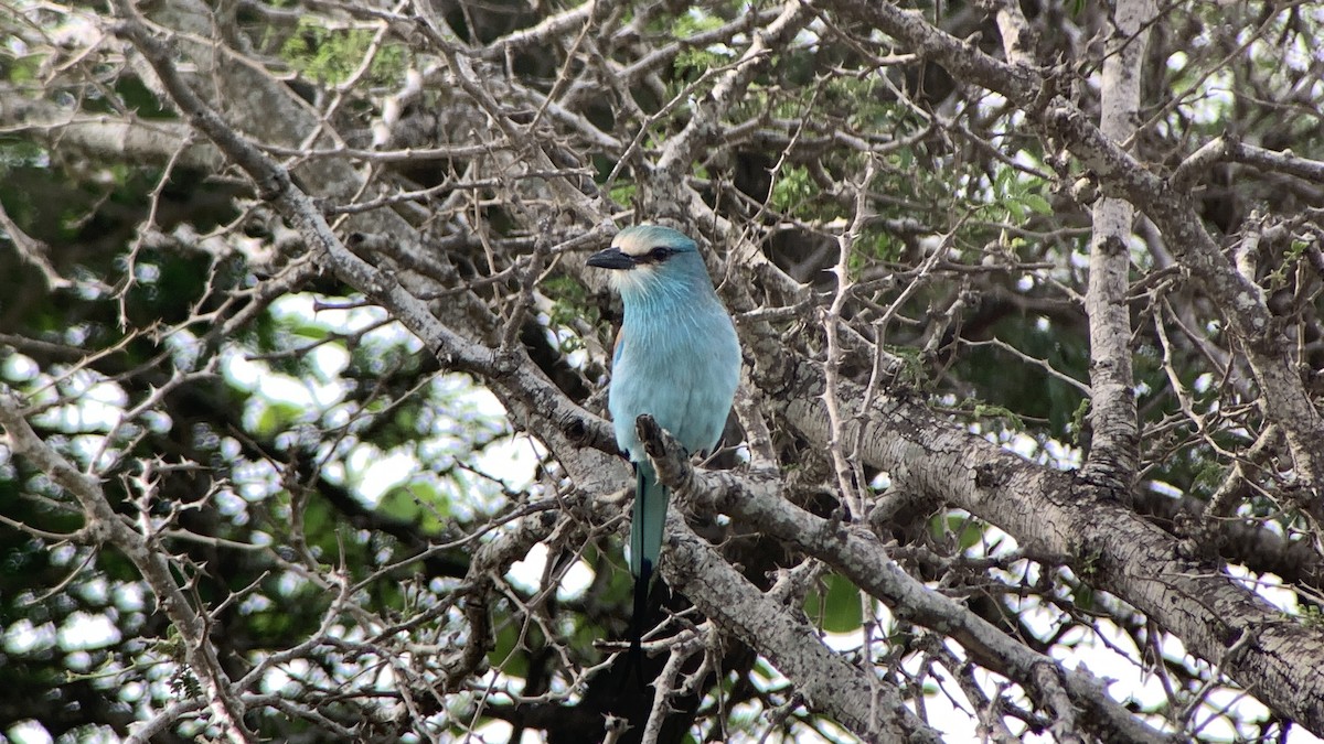 Abyssinian Roller - ML642100602
