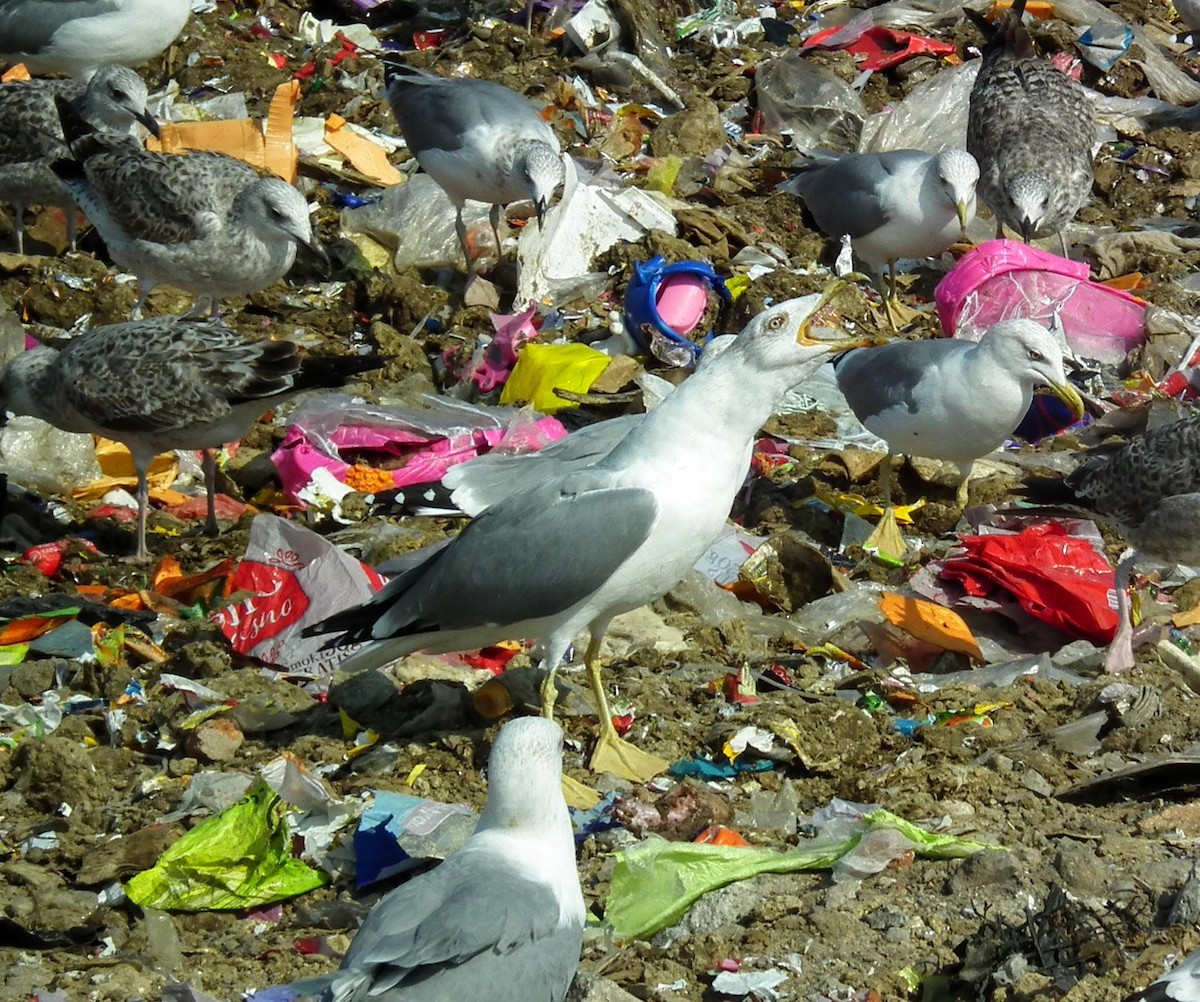 Yellow-legged Gull - ML642100605