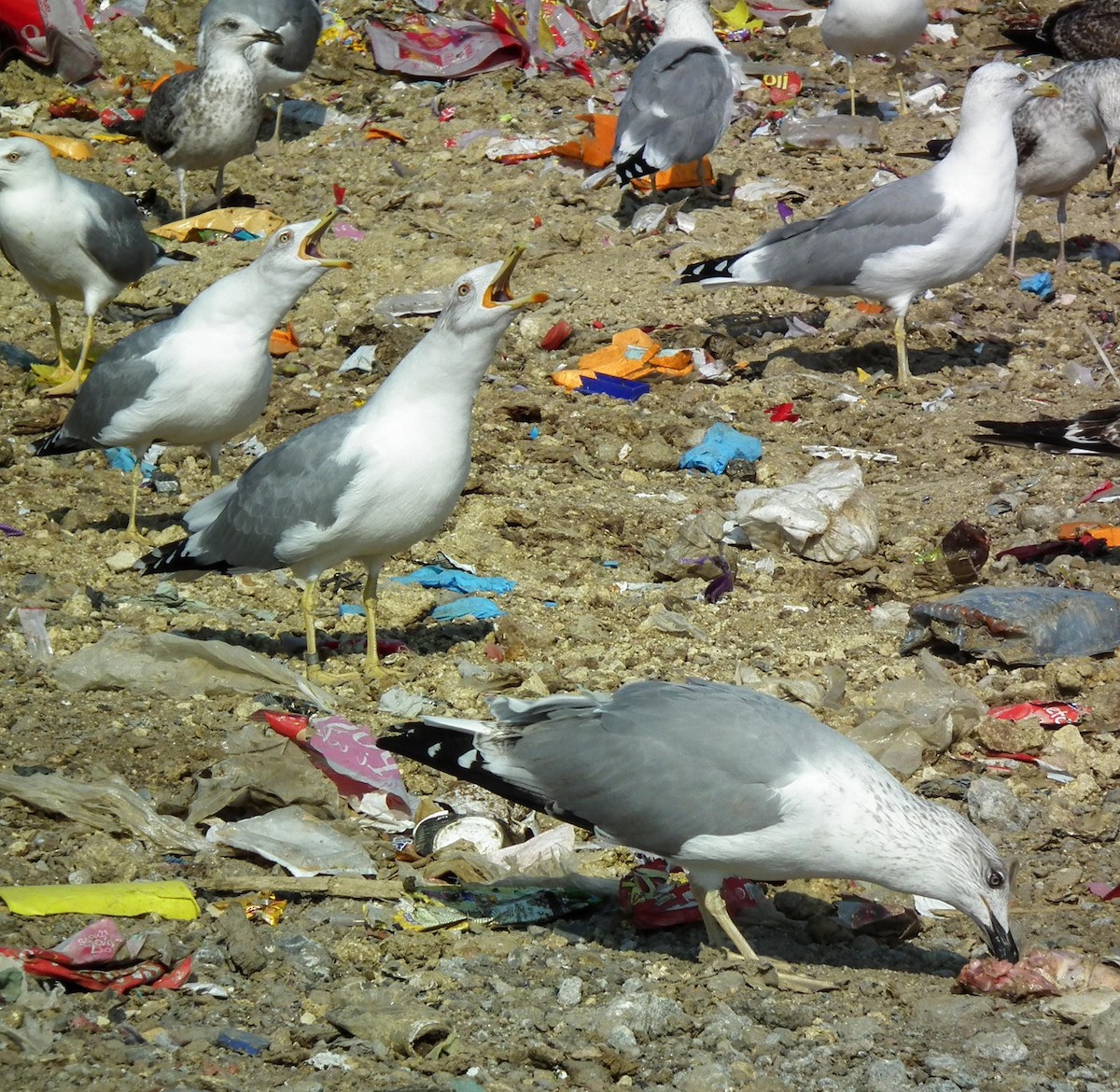 Yellow-legged Gull - ML642100606