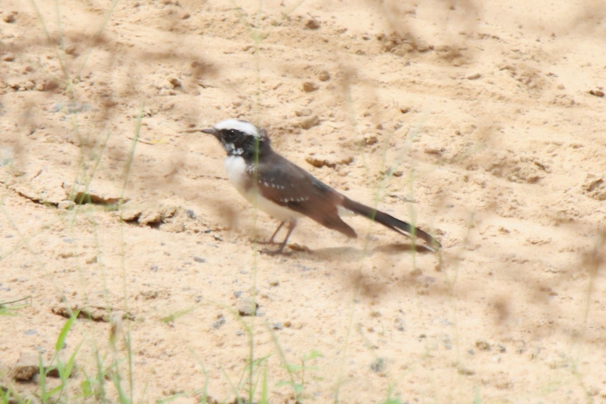 White-browed Fantail - ML642100614