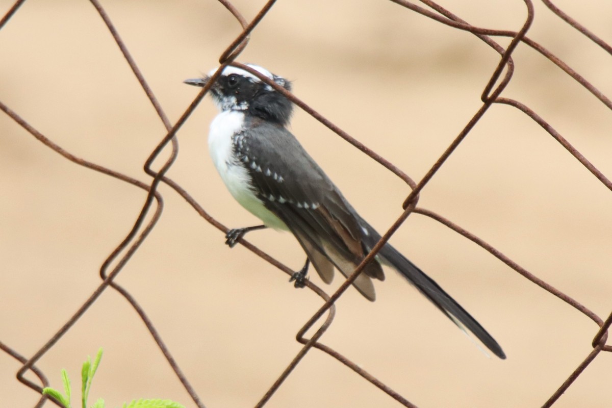 White-browed Fantail - ML642100615