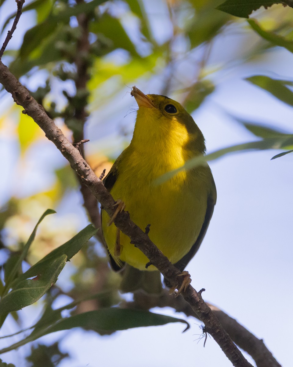 Wilson's Warbler - ML642100620