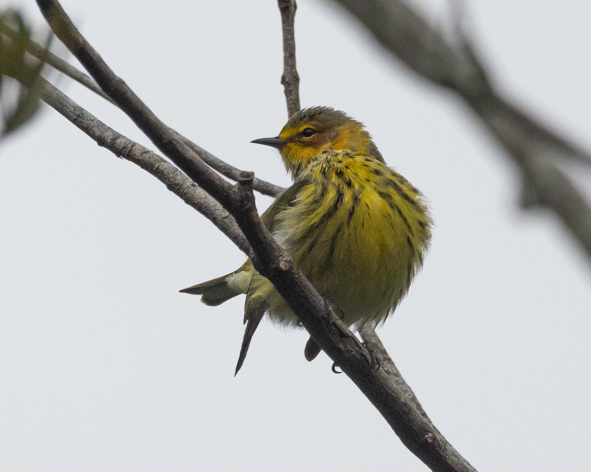 Cape May Warbler - ML642100624