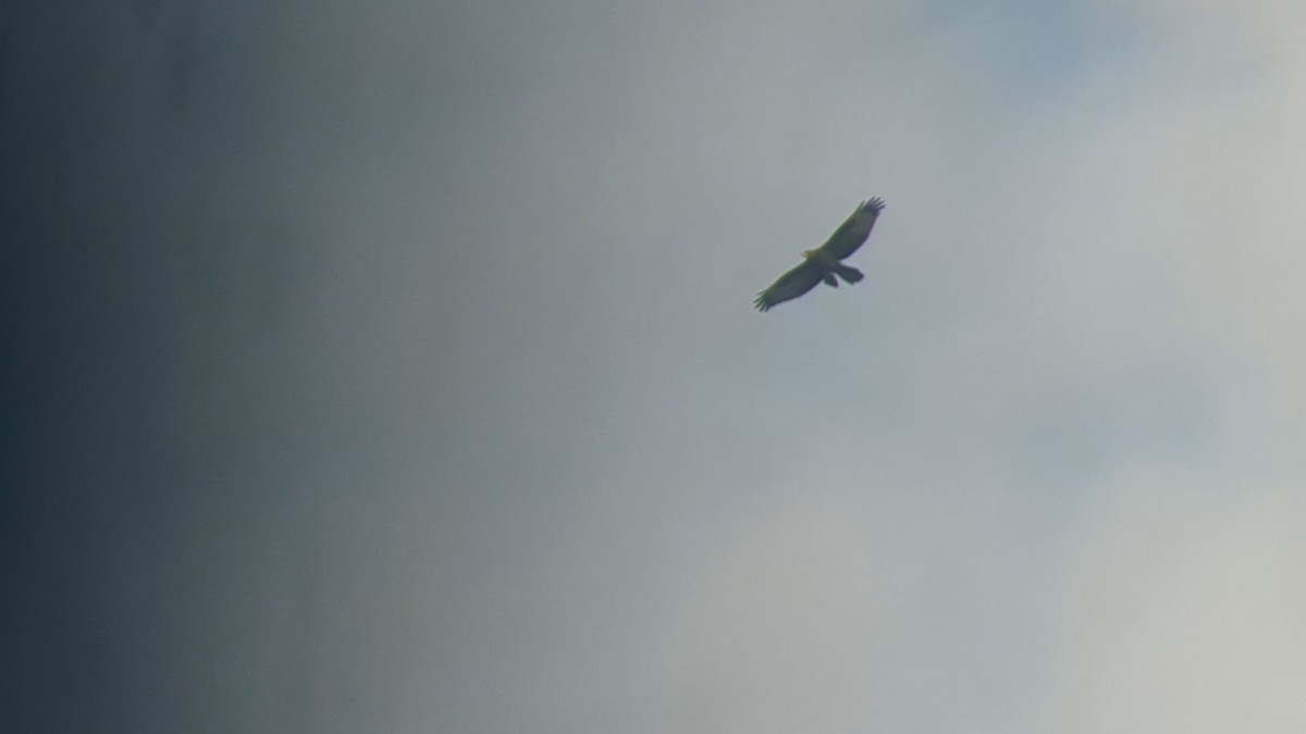 European Honey-buzzard - ML642100625