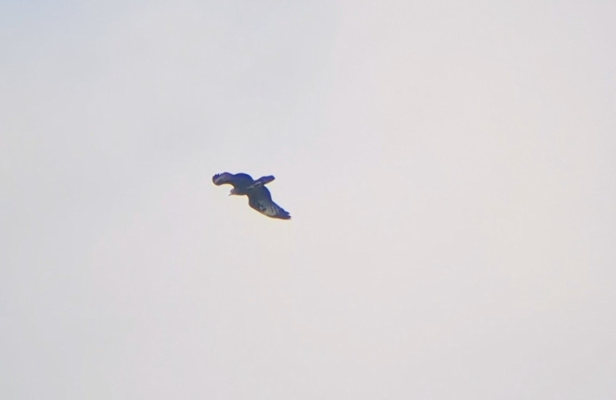 European Honey-buzzard - ML642100626