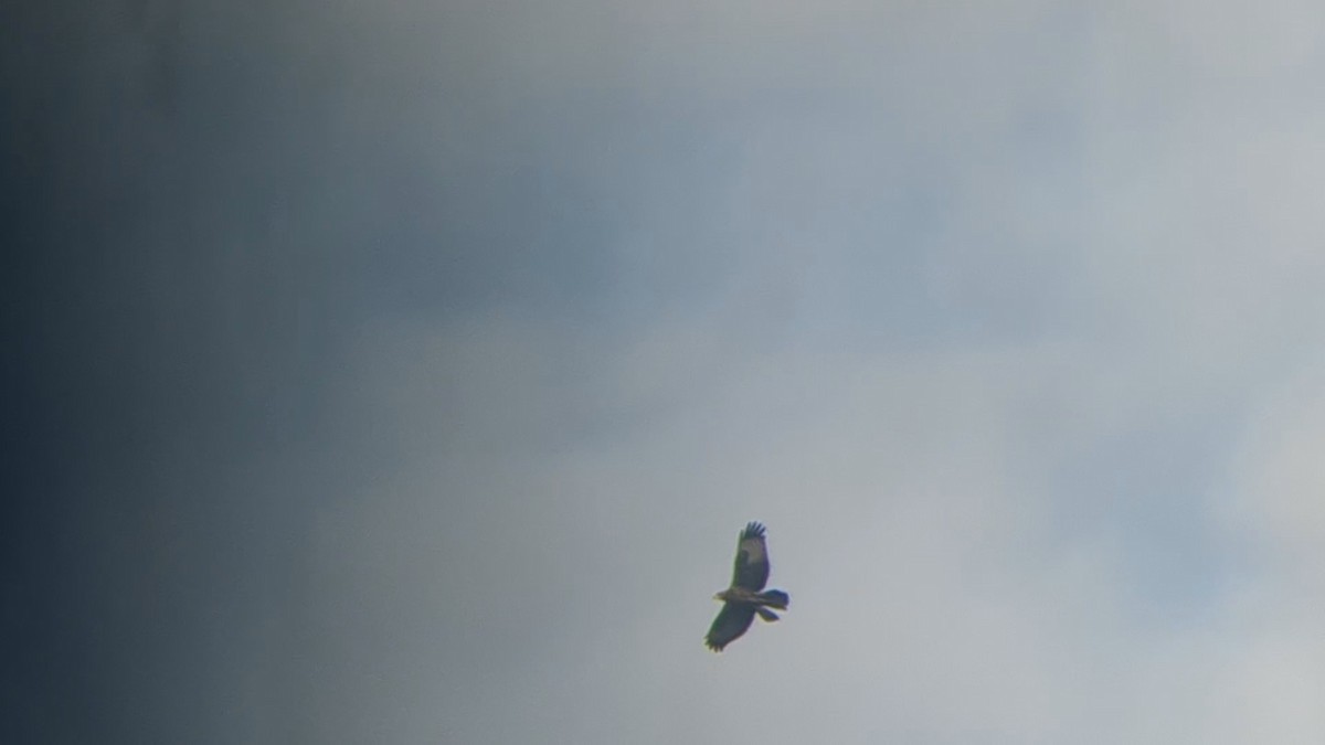 European Honey-buzzard - ML642100627