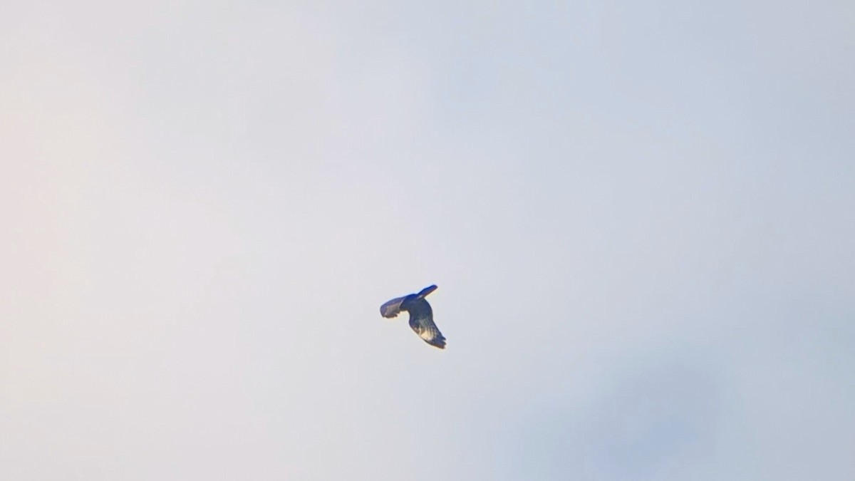 European Honey-buzzard - ML642100628