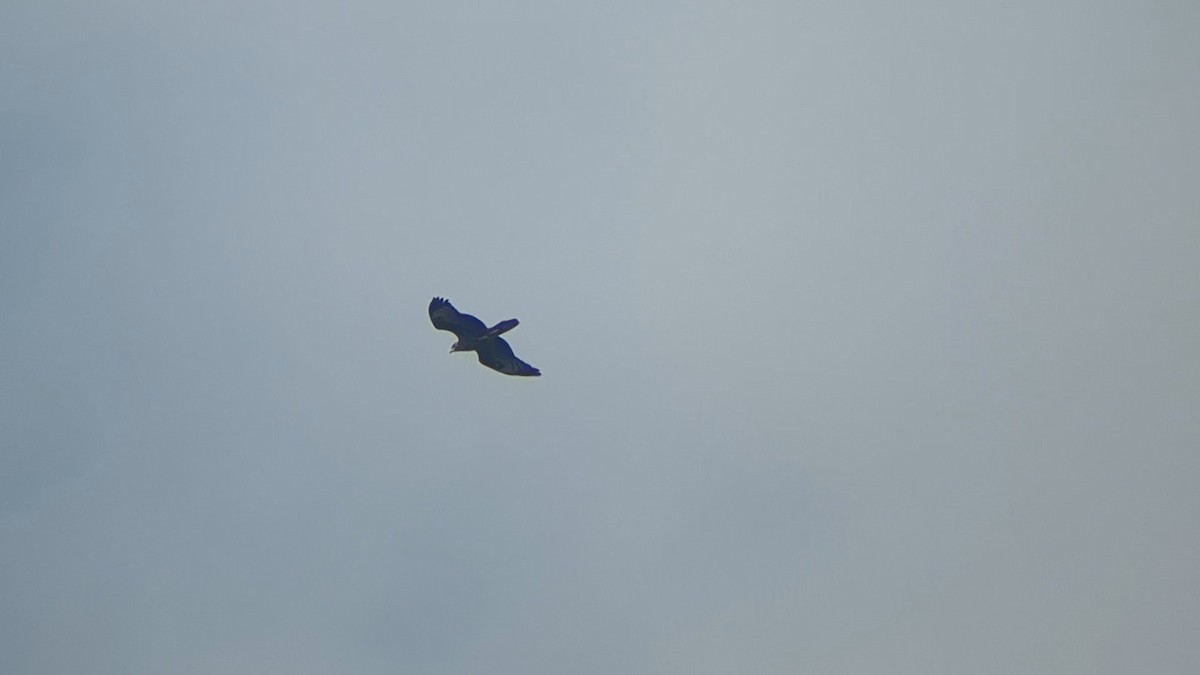 European Honey-buzzard - ML642100629