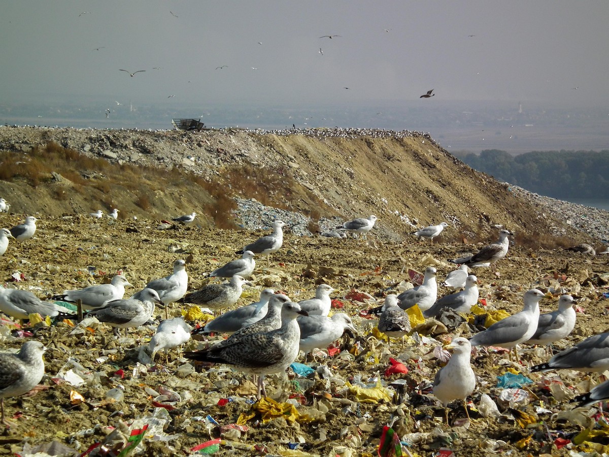 Yellow-legged Gull - ML642100634