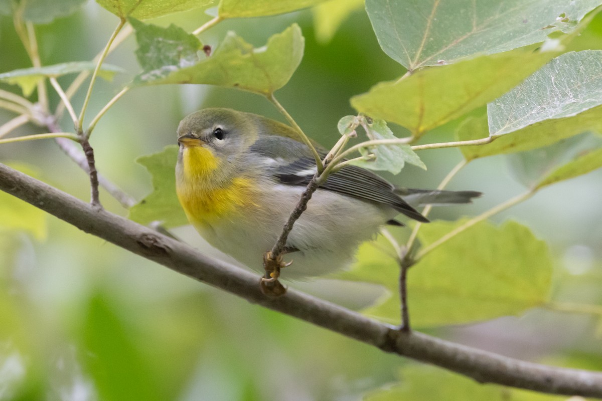 Northern Parula - ML642100636