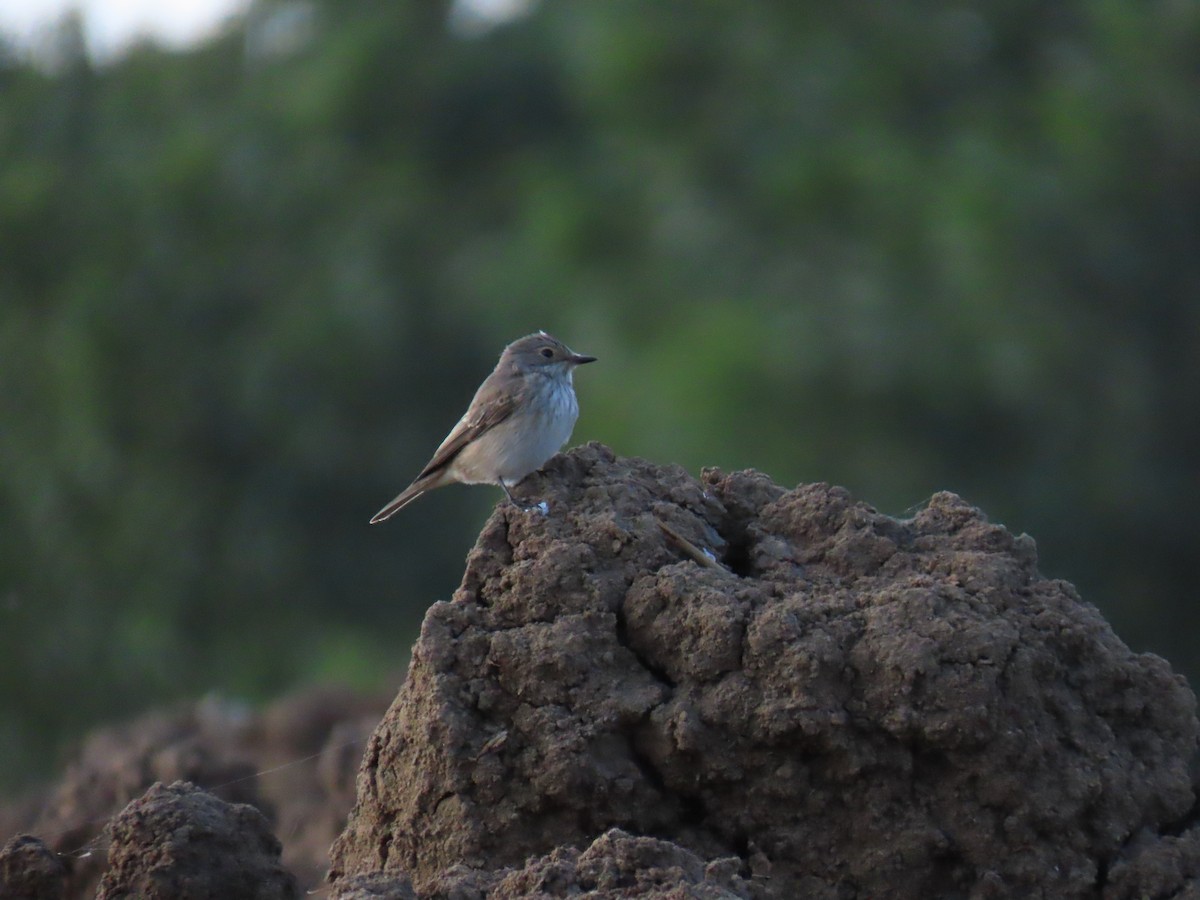Spotted Flycatcher - ML642100642