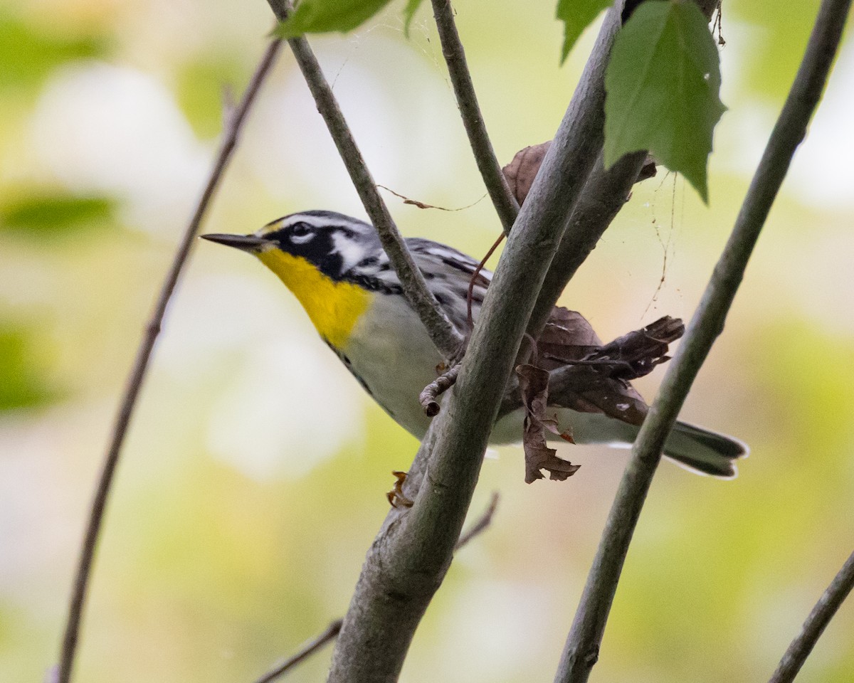 Yellow-throated Warbler - ML642100643