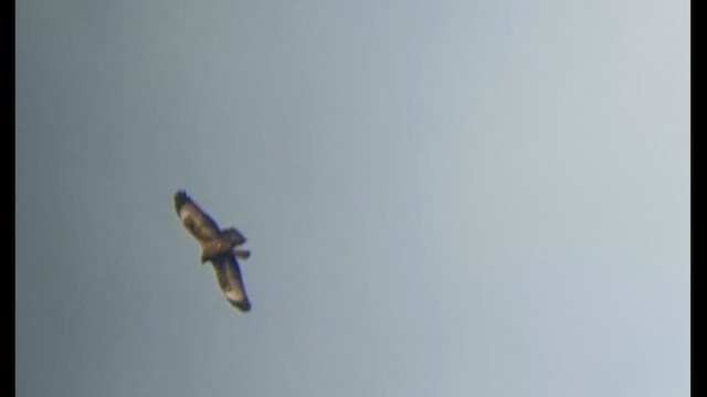 European Honey-buzzard - ML642100649