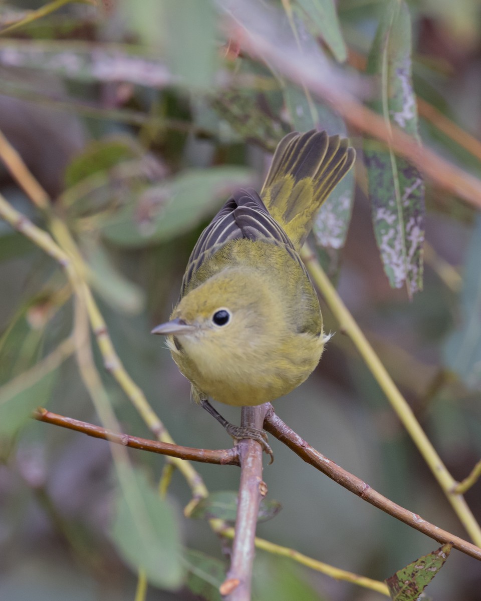 Yellow Warbler (Northern) - ML642100650