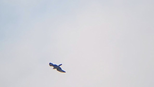 European Honey-buzzard - ML642100657