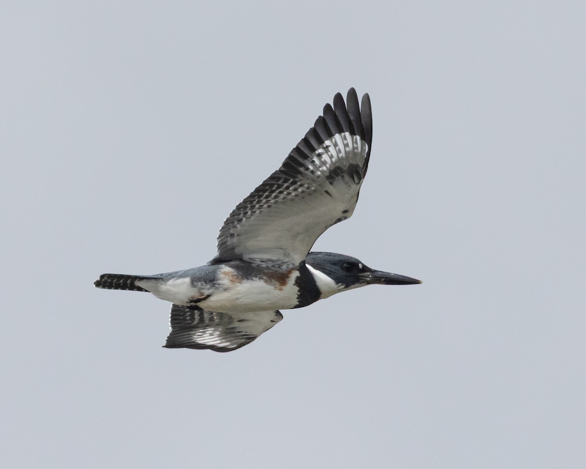 Belted Kingfisher - ML642100668