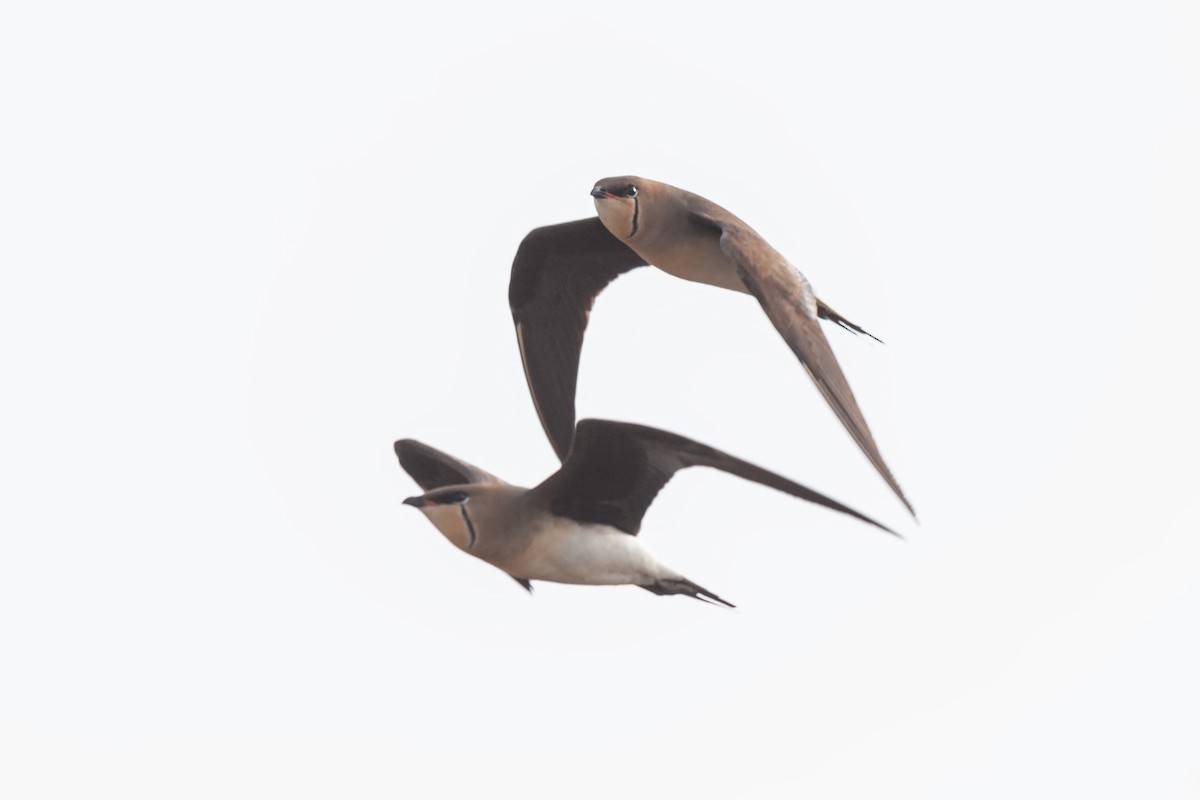 Black-winged Pratincole - ML642100677