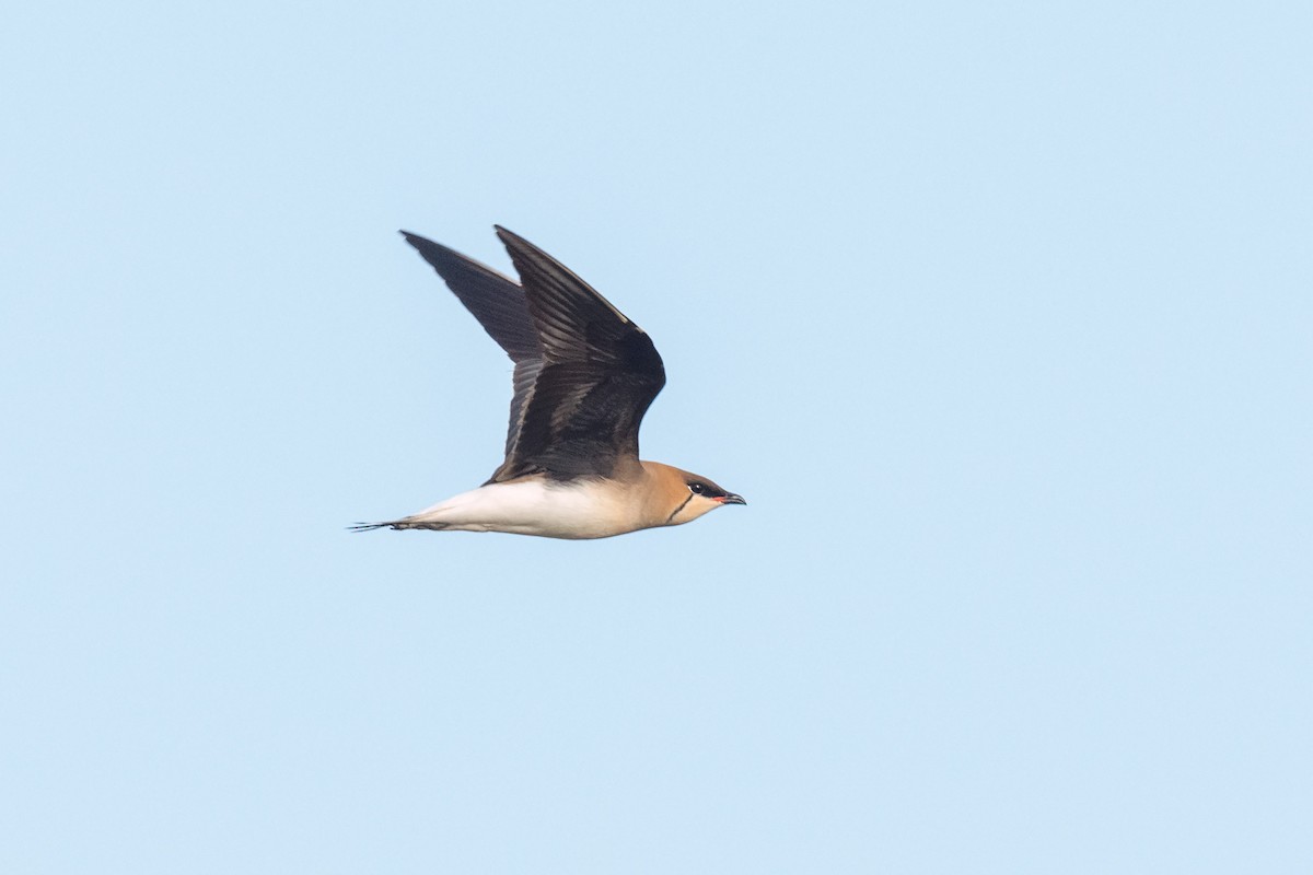 Black-winged Pratincole - ML642100678
