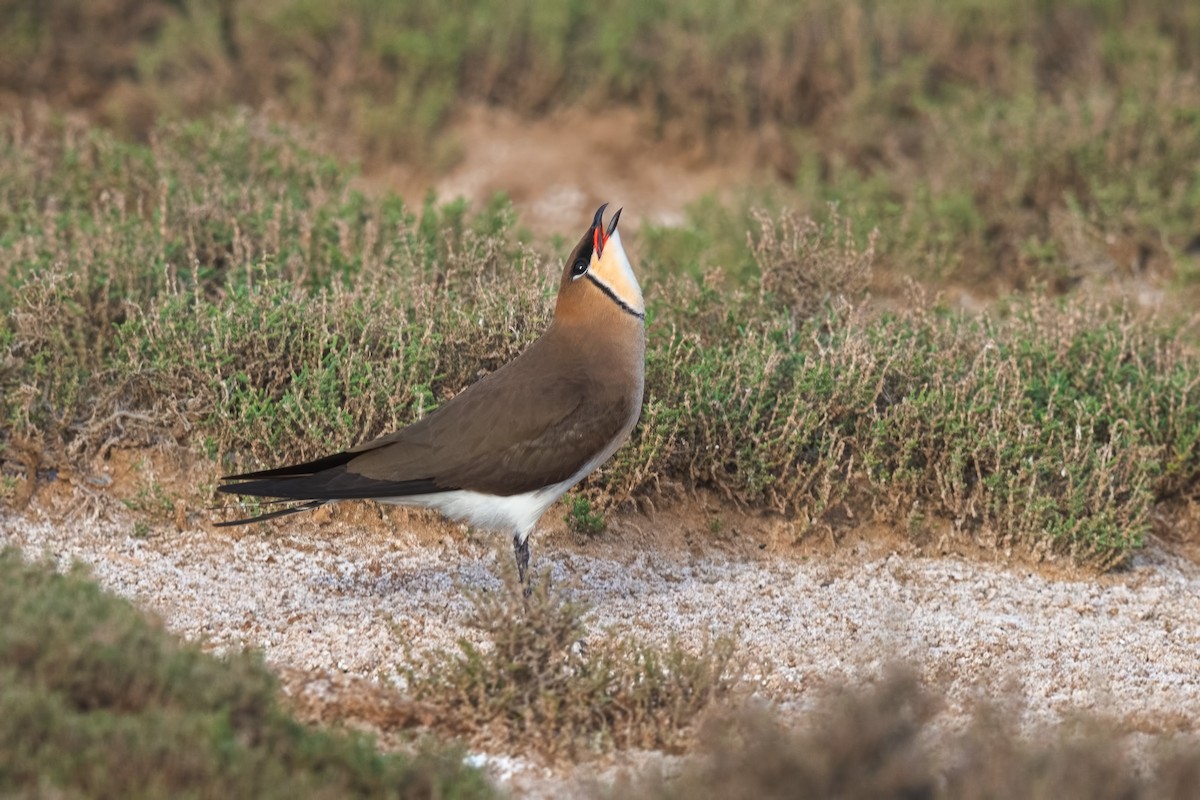 Black-winged Pratincole - ML642100679