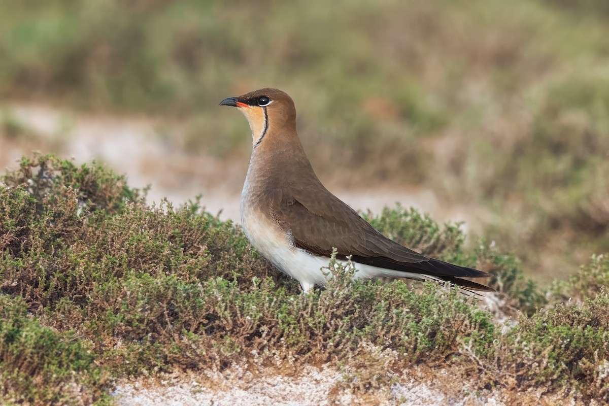 Black-winged Pratincole - ML642100680