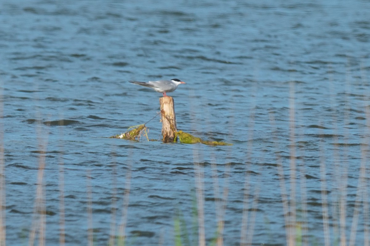 Common Tern - ML642100682