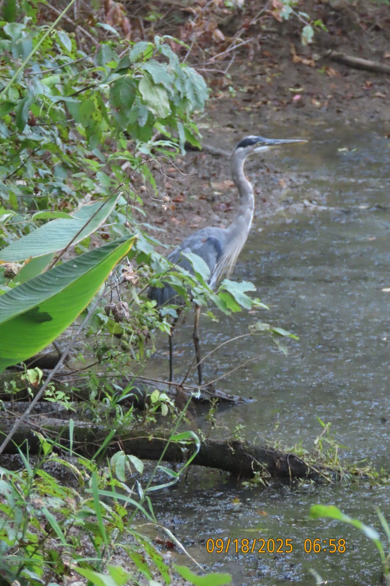 Great Blue Heron - ML642100705