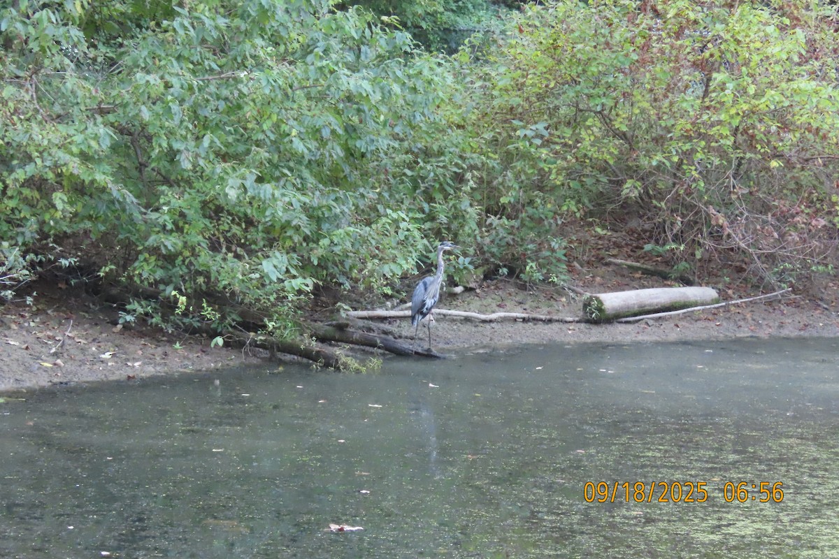 Great Blue Heron - ML642100706