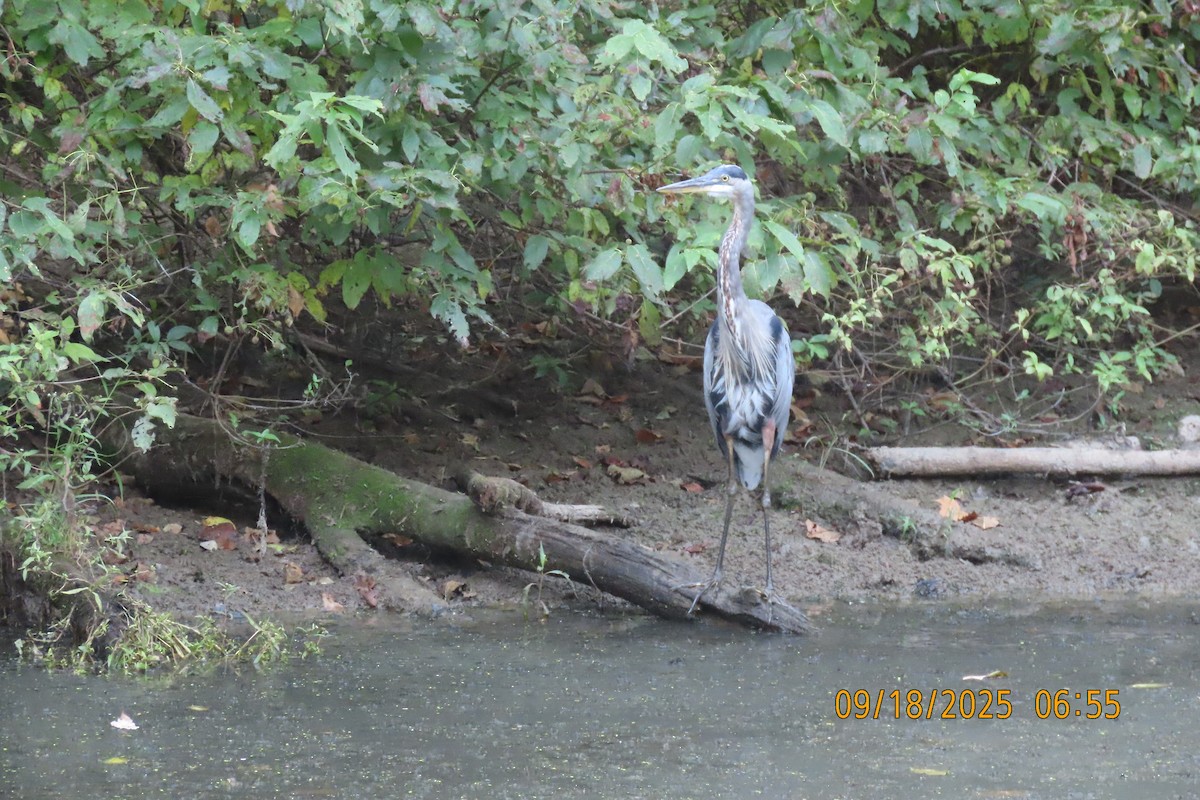 Great Blue Heron - ML642100707