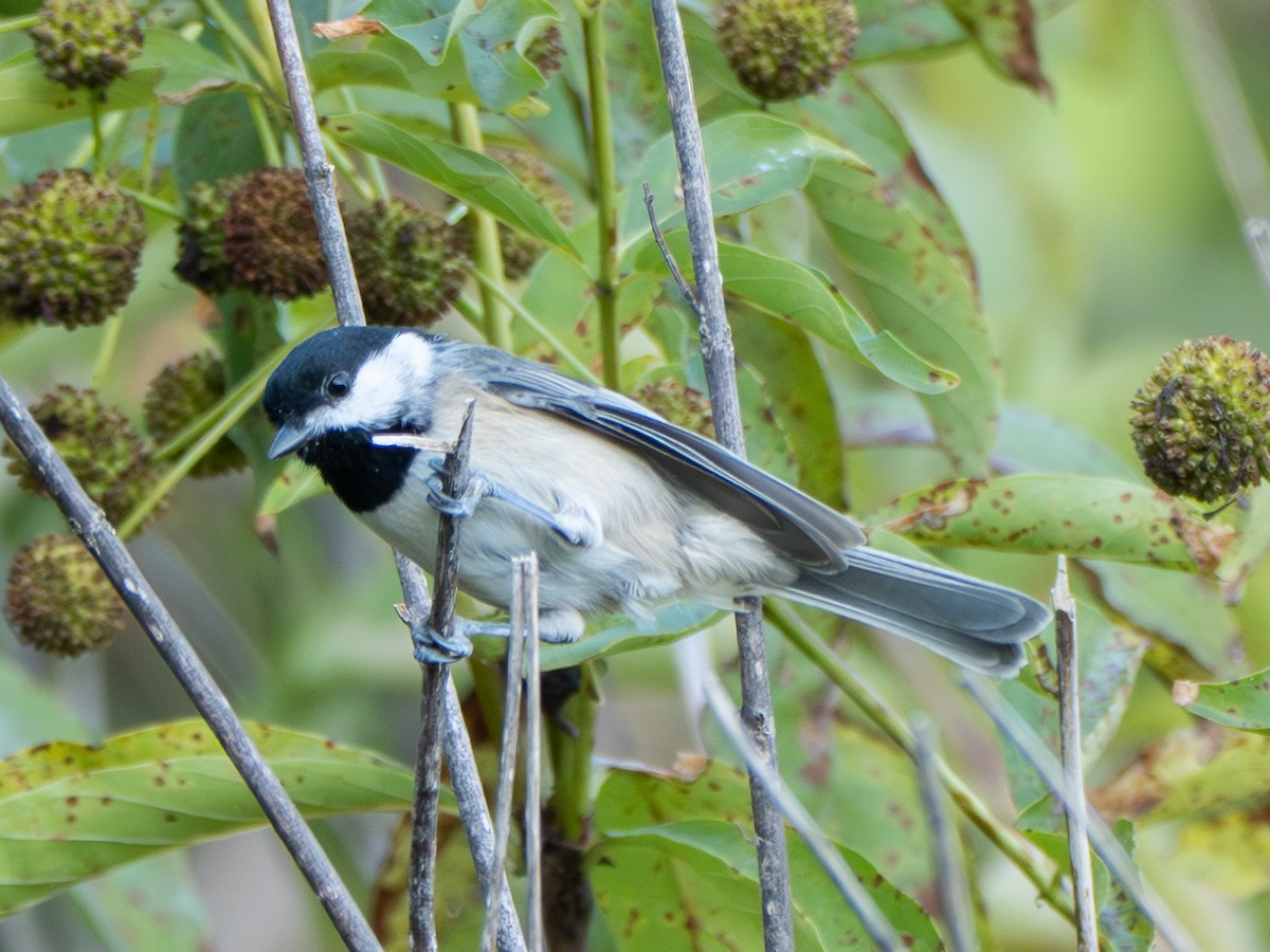 Carolina Chickadee - ML642100717