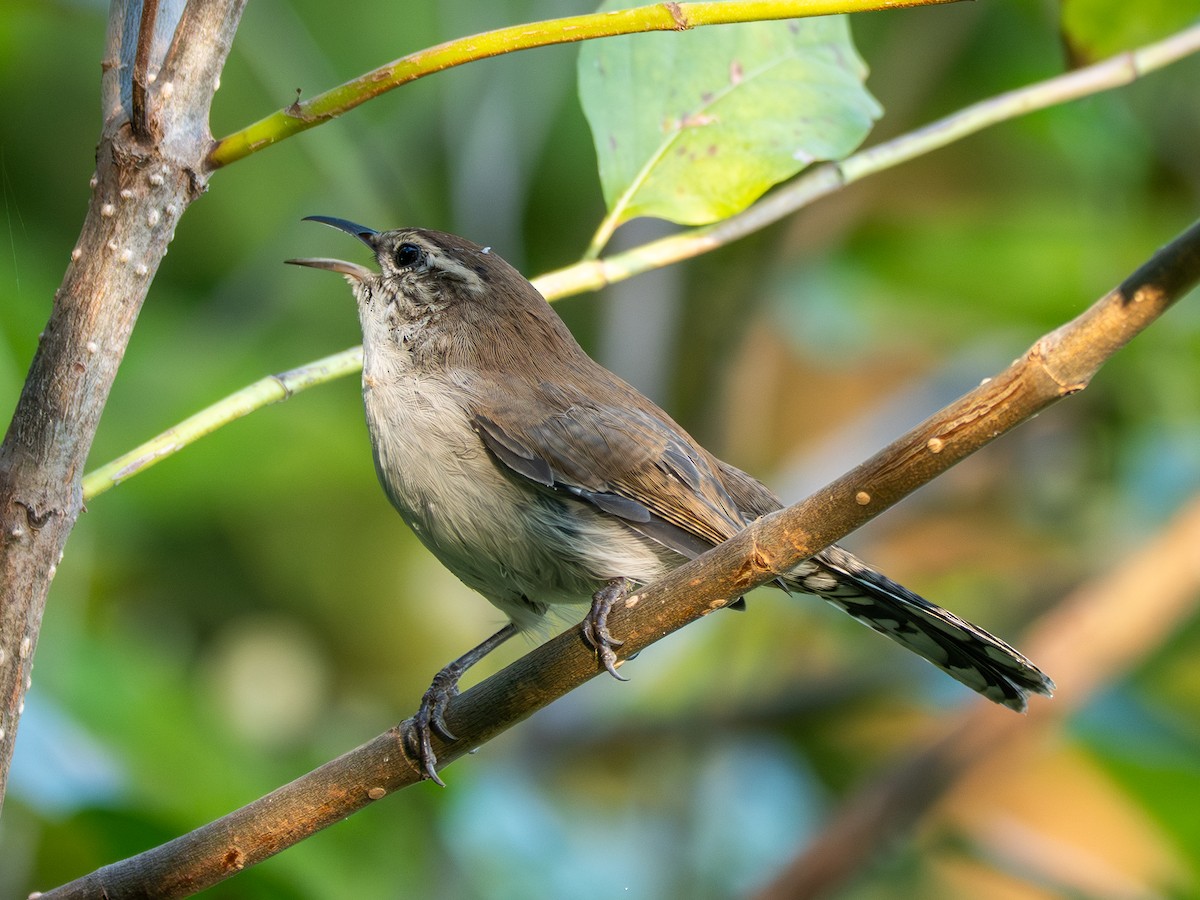 Bewick's Wren - ML642100728