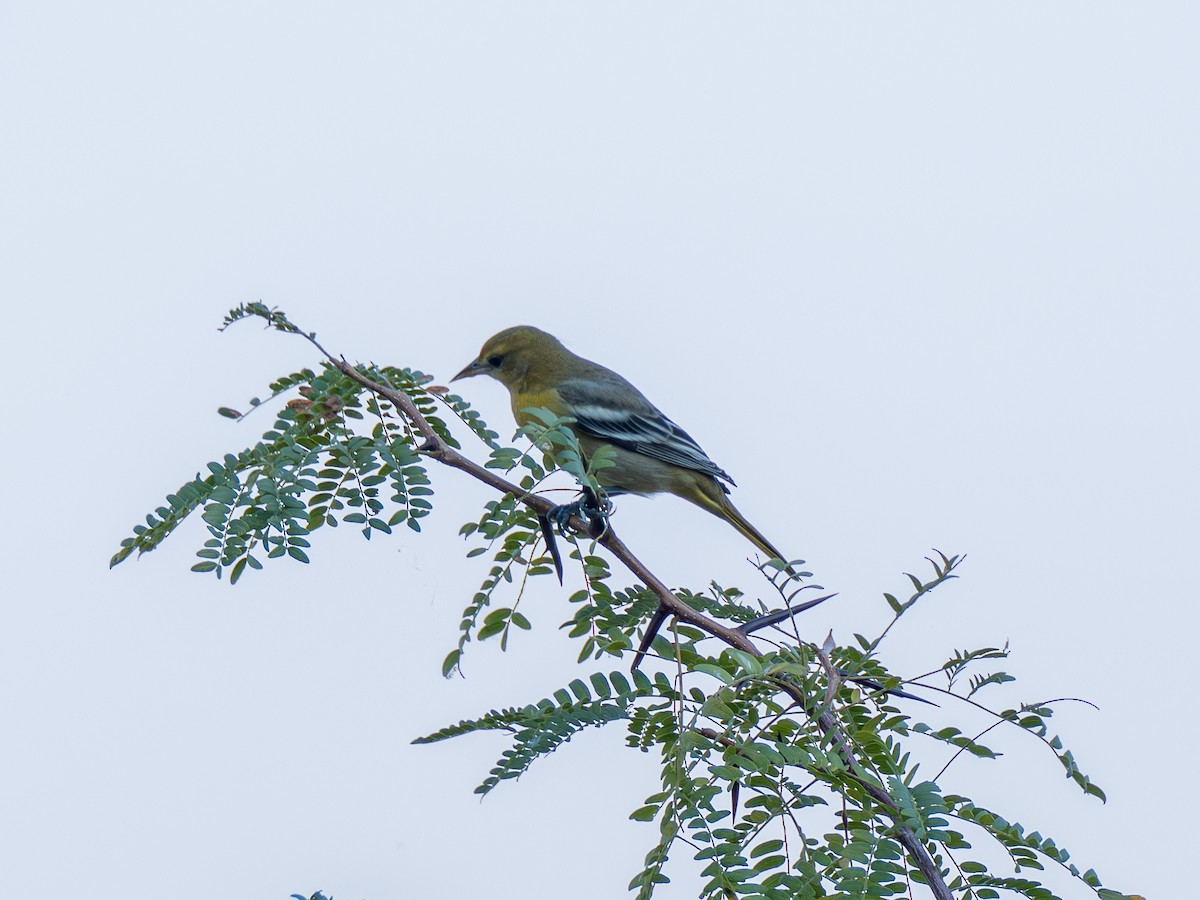 Baltimore Oriole - ML642100730