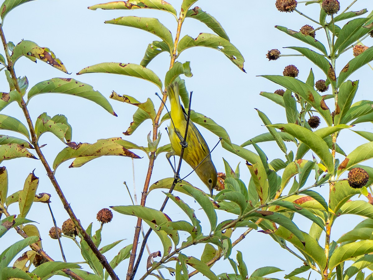 Yellow Warbler - ML642100737