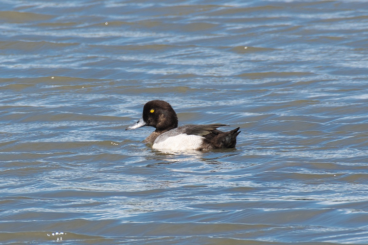 Greater Scaup - ML642100743