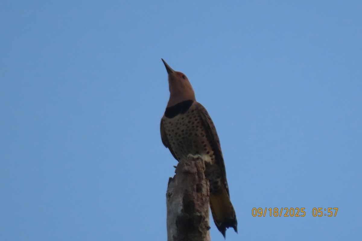 Northern Flicker - ML642100748