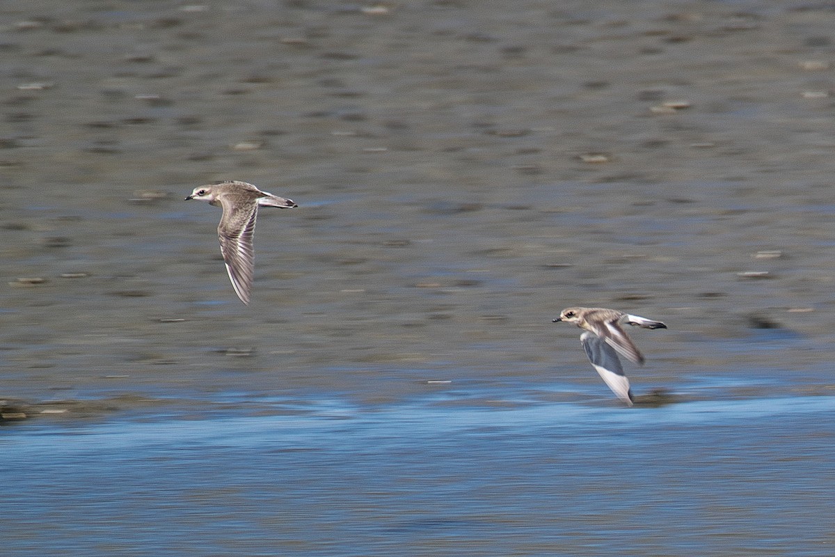 Chorlitejo Siberiano - ML642100750