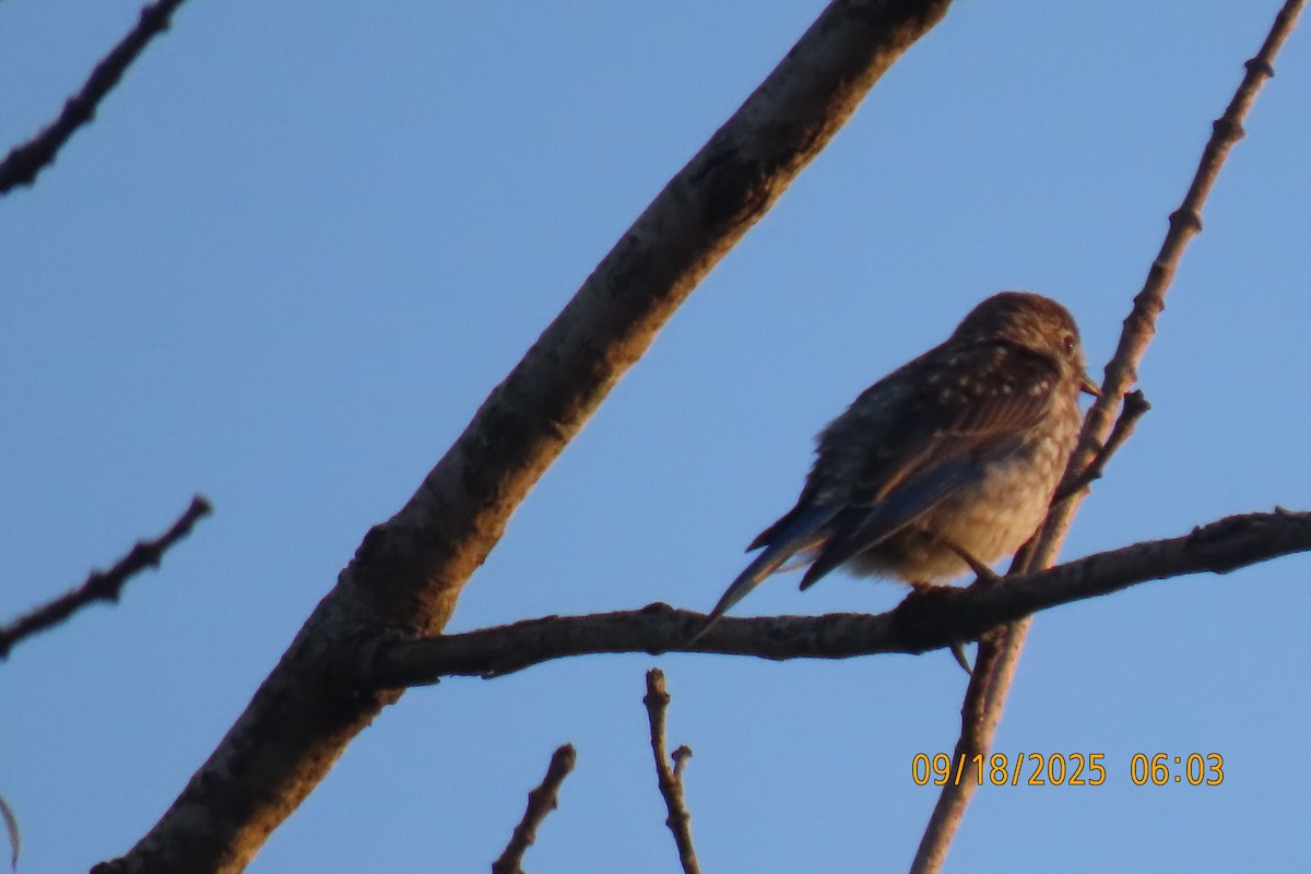 Eastern Bluebird - ML642100752