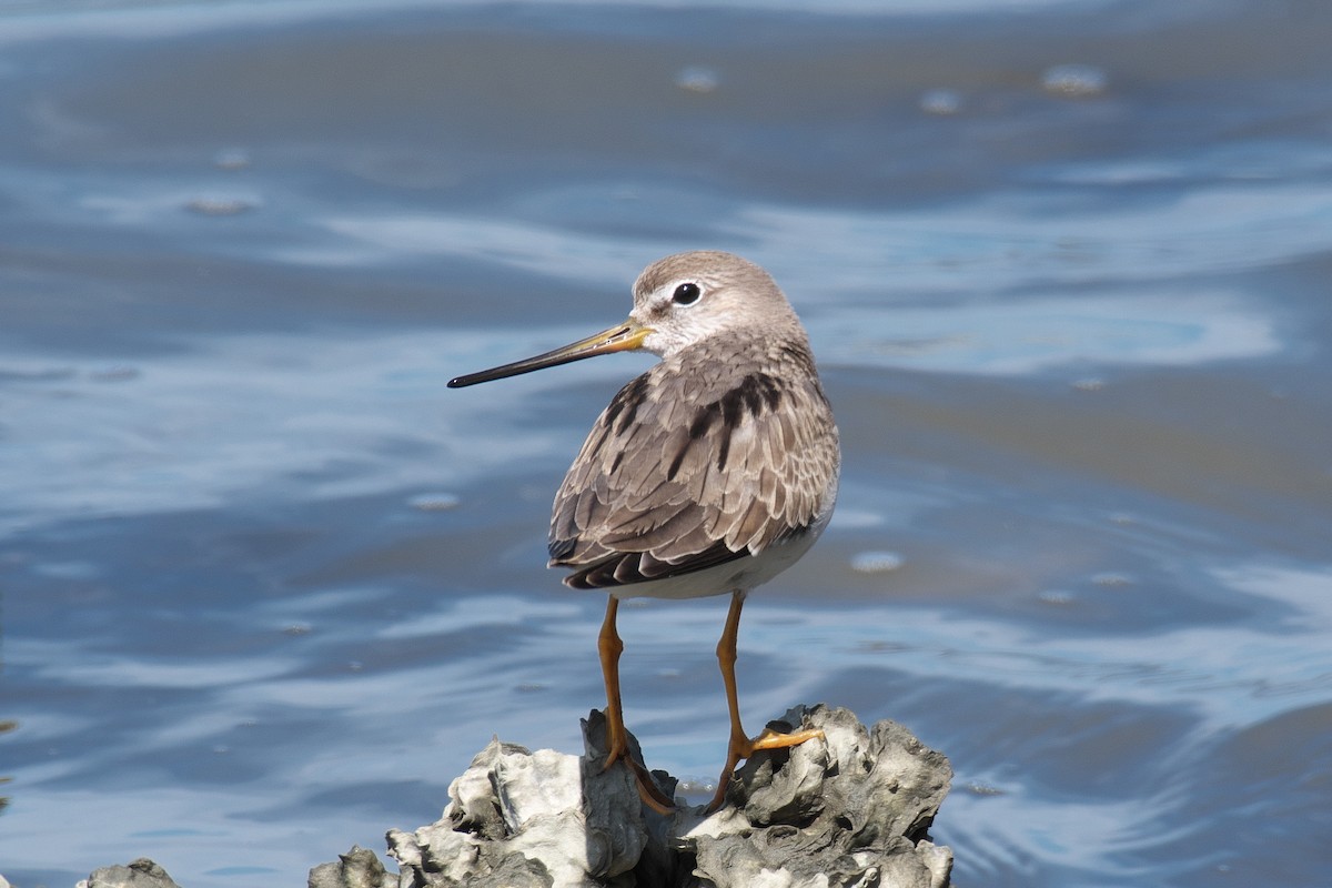 tereksnipe - ML642100762