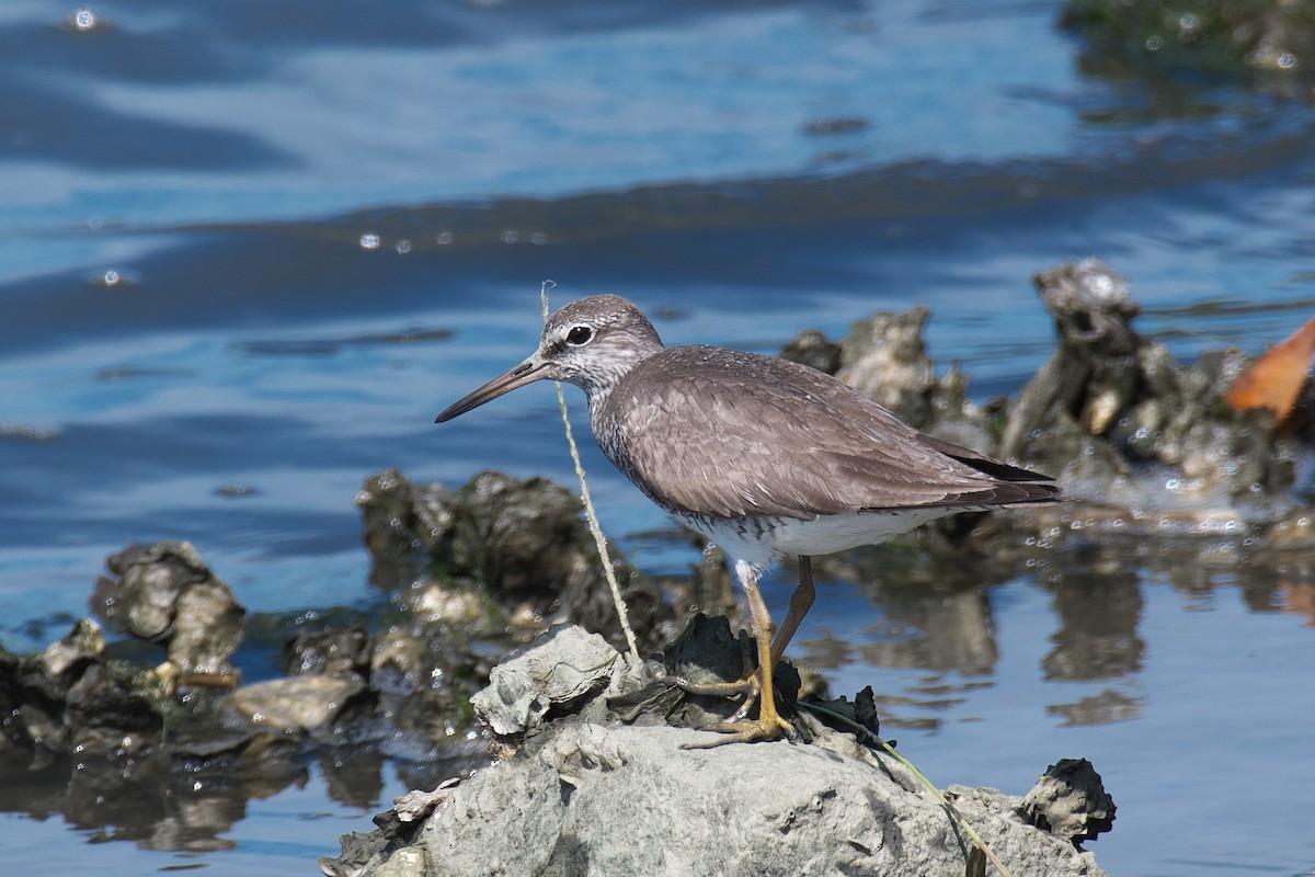 Gray-tailed Tattler - ML642100763