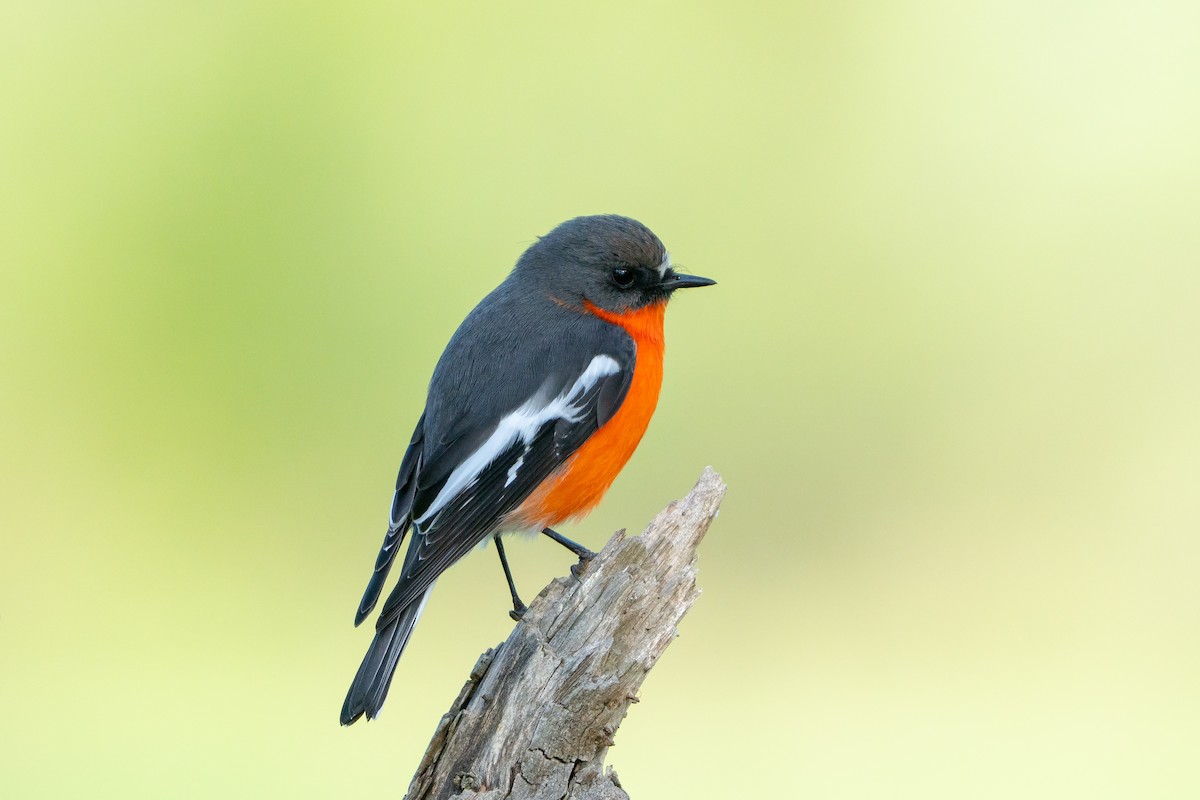 Flame Robin - ML642100774