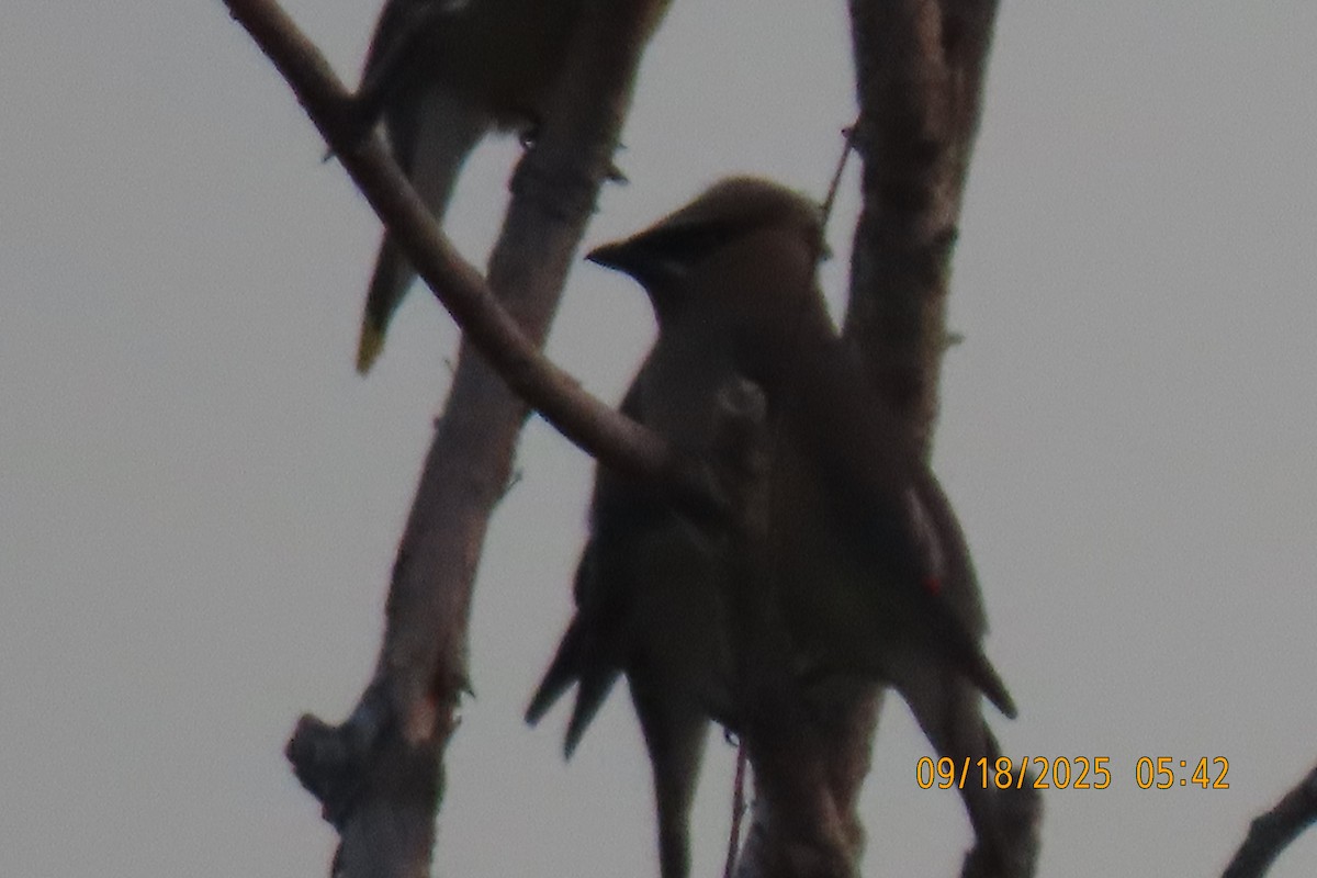 Cedar Waxwing - ML642100782