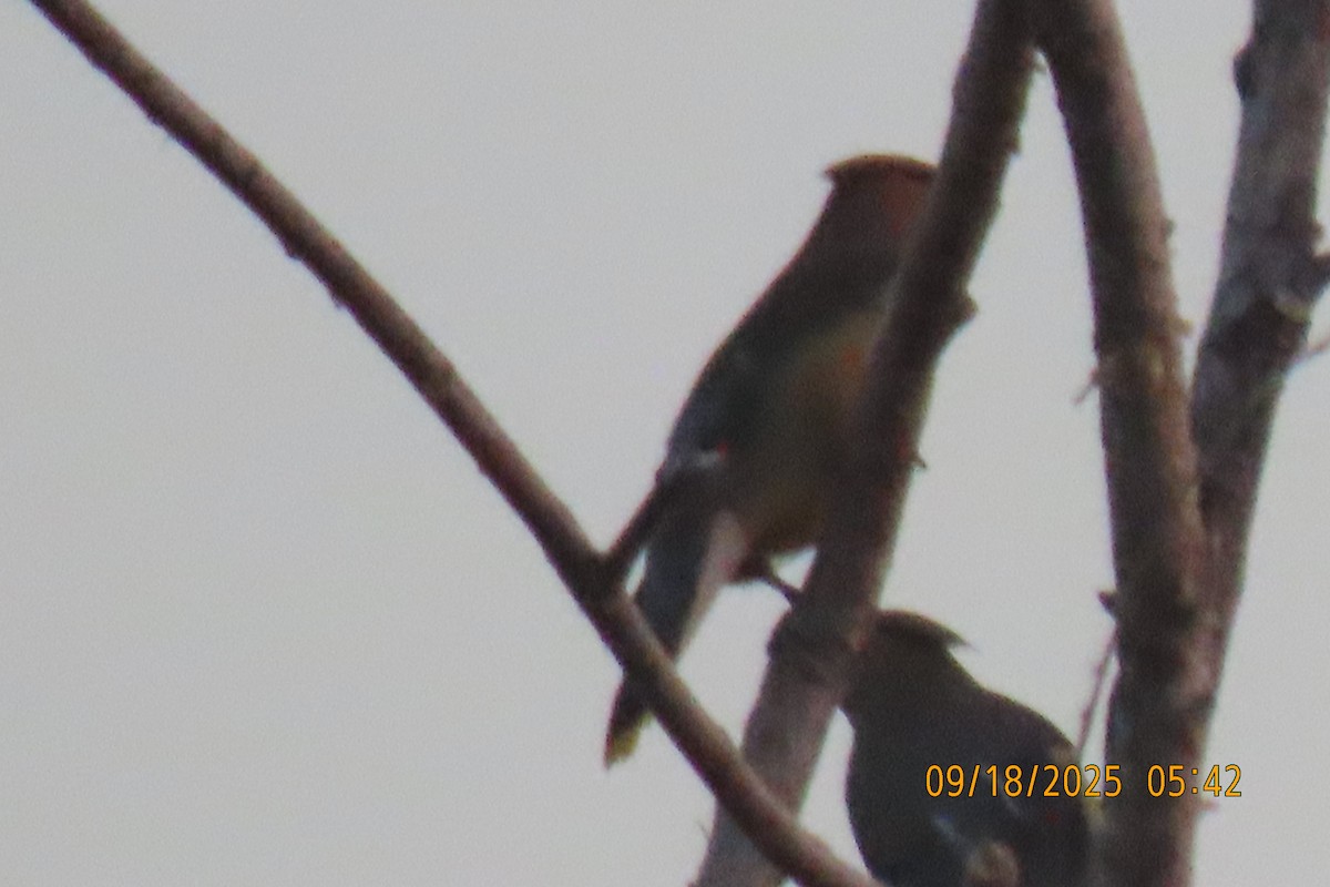 Cedar Waxwing - ML642100783