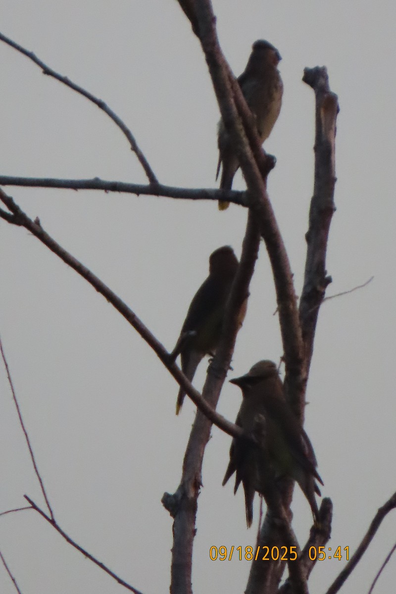 Cedar Waxwing - ML642100784
