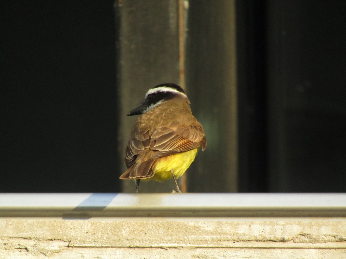 Great Kiskadee - ML642100786