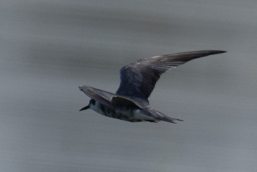 Black Tern - ML642100792