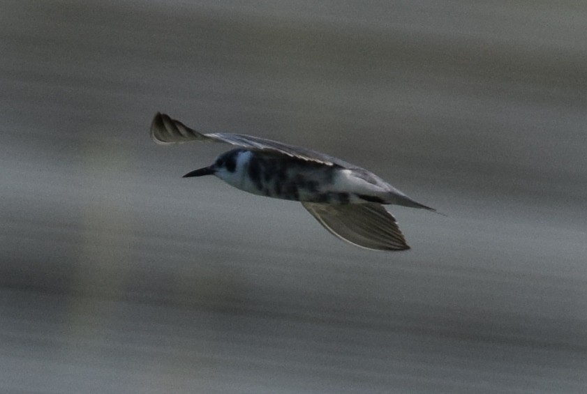Black Tern - ML642100793