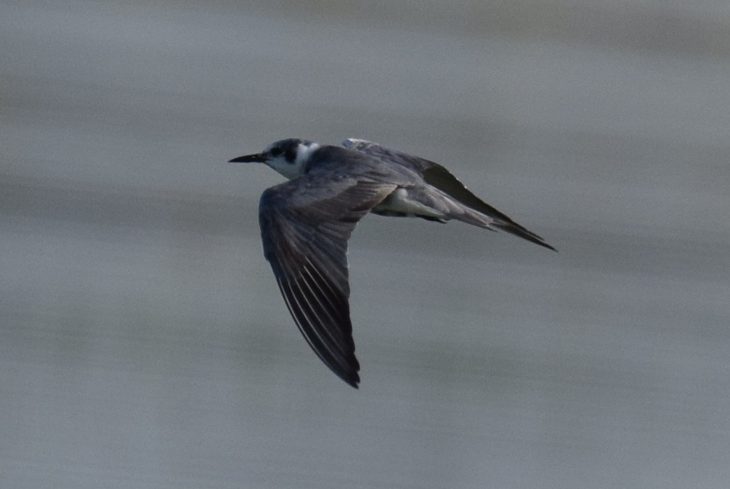 Black Tern - ML642100794