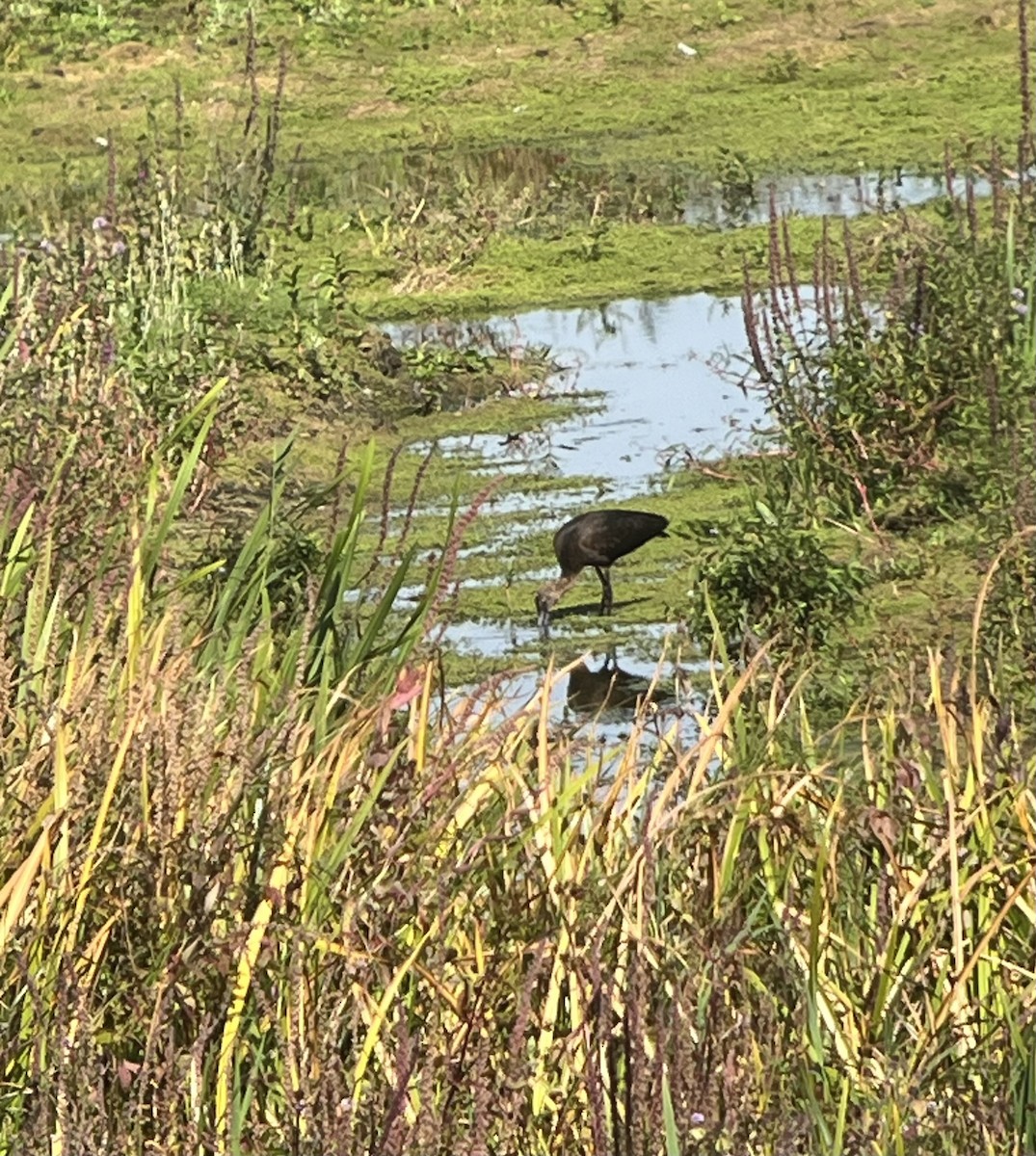 Glossy Ibis - ML642100805
