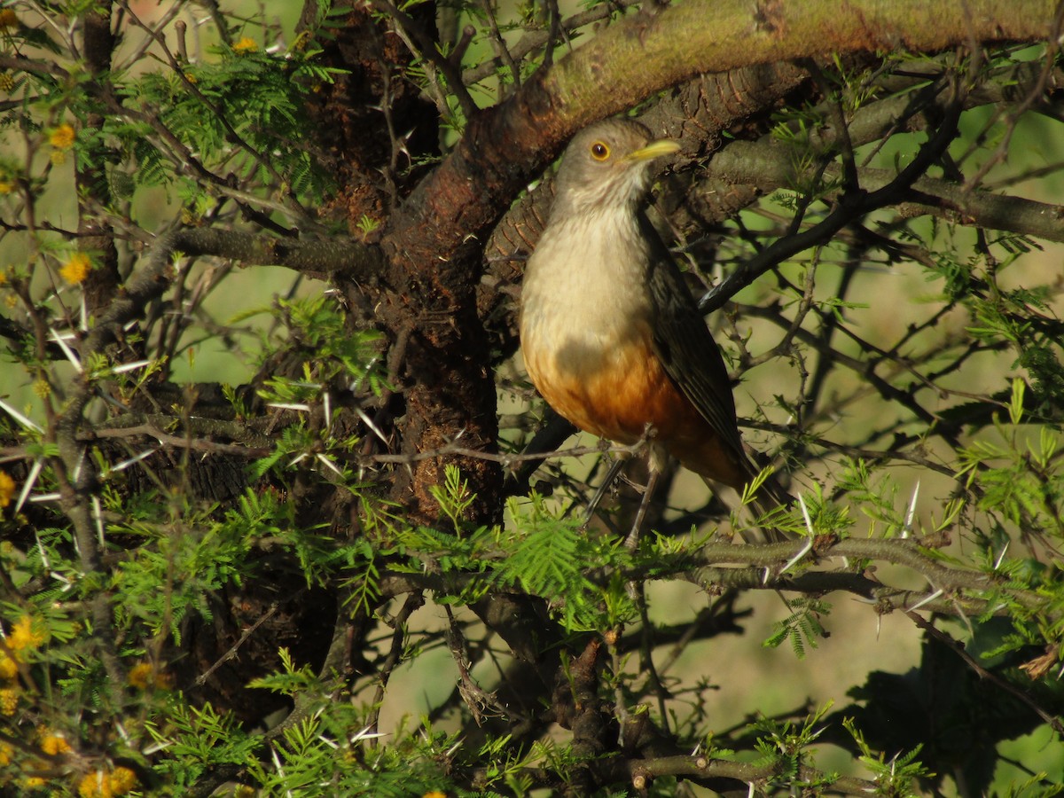 Rufous-bellied Thrush - ML642100806