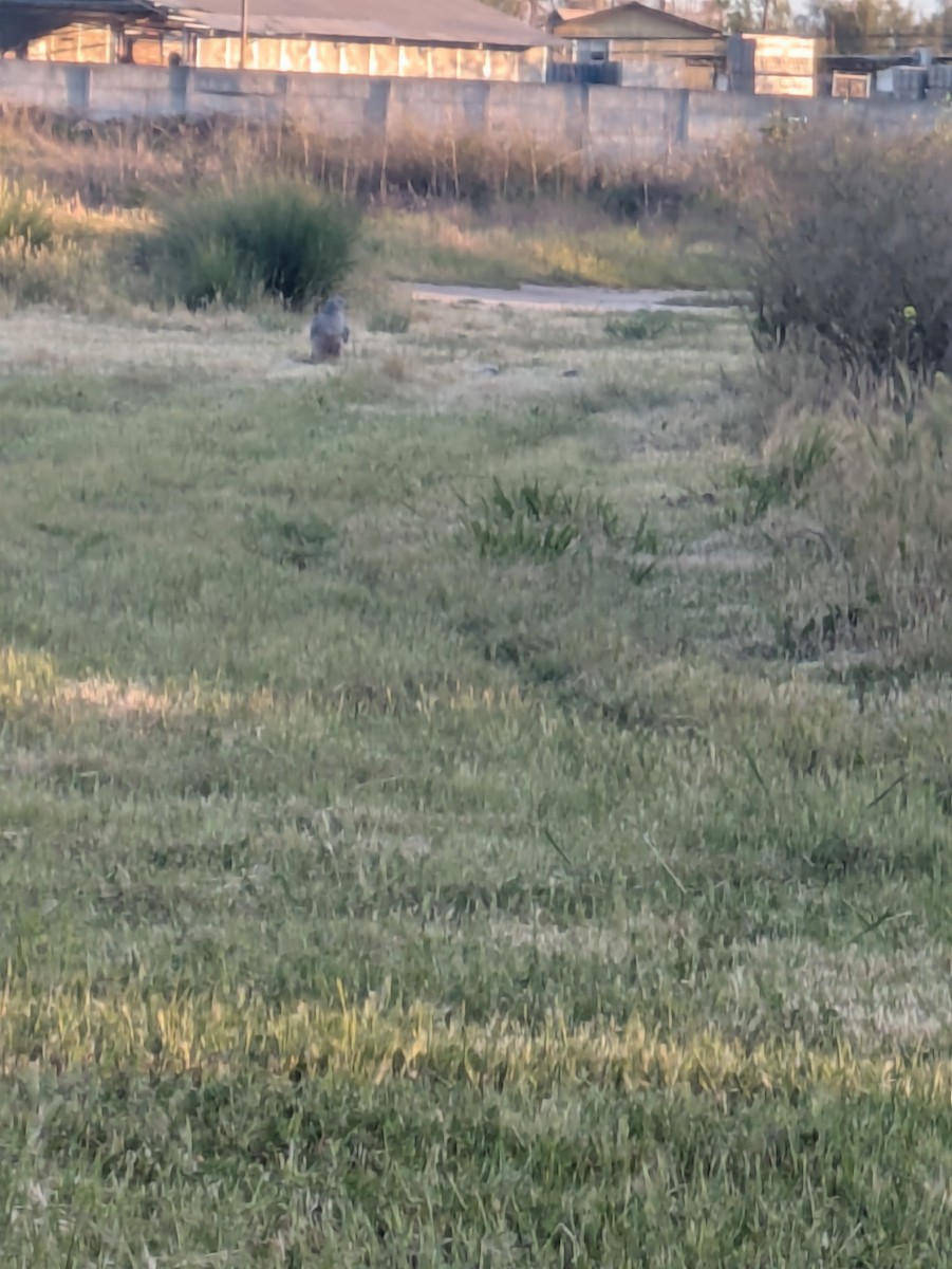 Cinereous Harrier - ML642100807