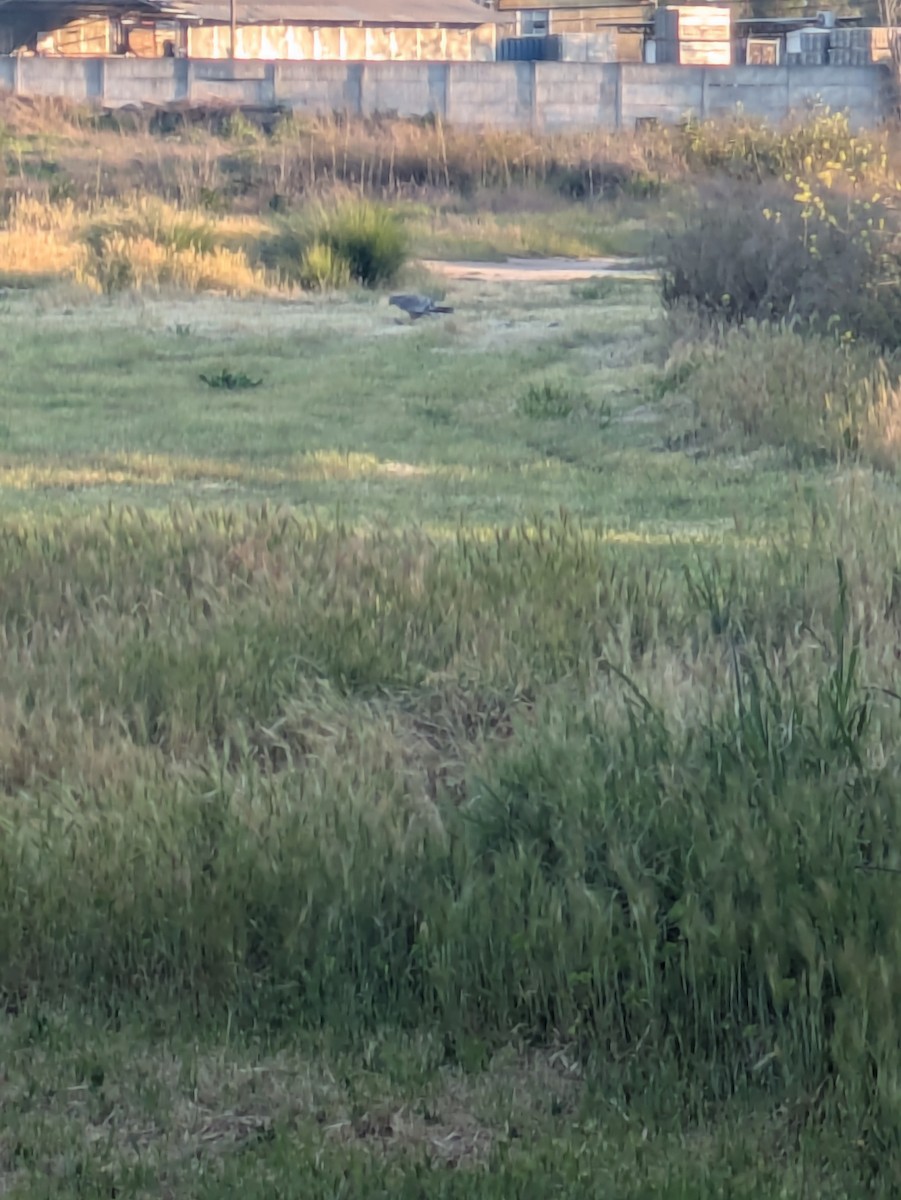 Cinereous Harrier - ML642100808